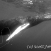 whale_humpback_h_00258_dom3659bw.jpg